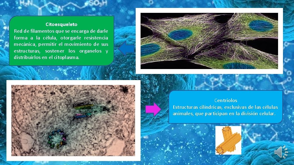 Citoesqueleto Red de filamentos que se encarga de darle forma a la célula, otorgarle