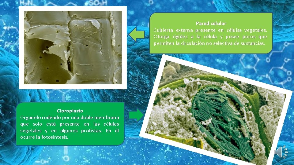 Pared celular Cubierta externa presente en células vegetales. Otorga rigidez a la célula y