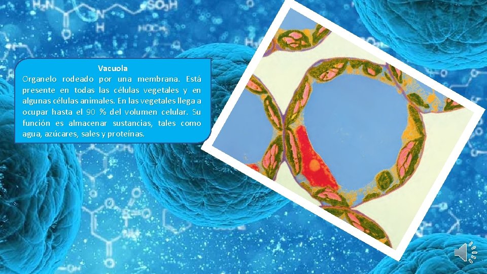 Vacuola Organelo rodeado por una membrana. Está presente en todas las células vegetales y