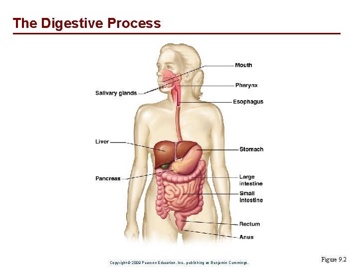The Digestive Process Copyright © 2009 Pearson Education, Inc. , publishing as Benjamin Cummings.