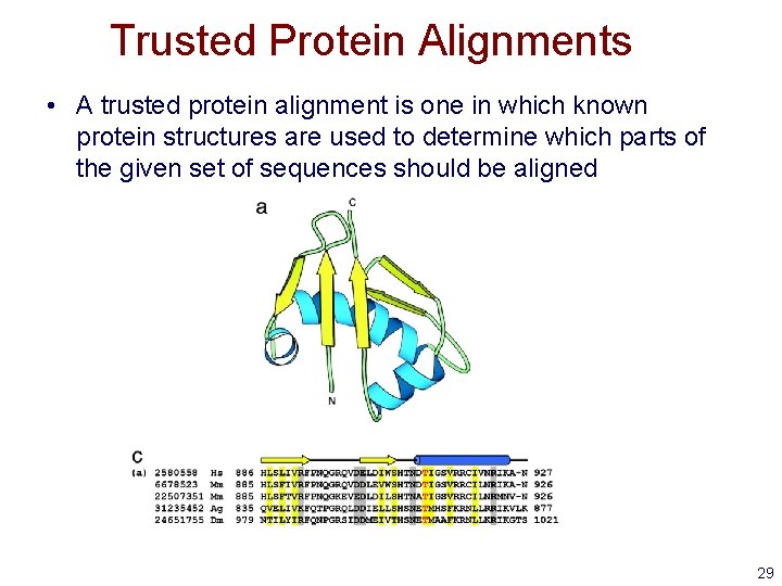 Trusted Protein Alignments • A trusted protein alignment is one in which known protein