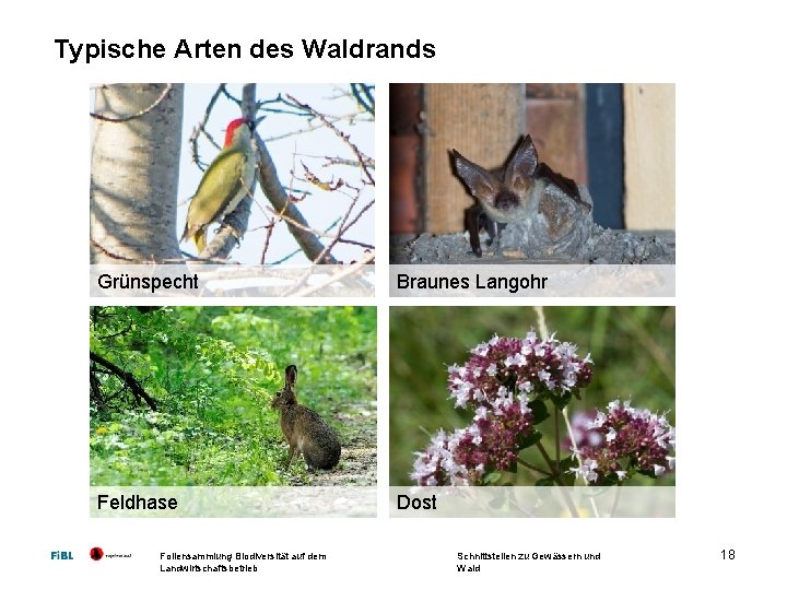 Typische Arten des Waldrands Grünspecht Braunes Langohr Feldhase Dost Foliensammlung Biodiversität auf dem Landwirtschaftsbetrieb