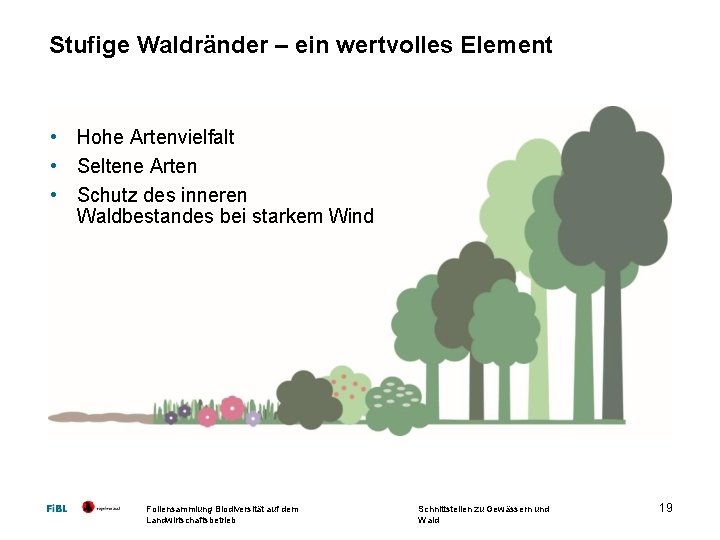 Stufige Waldränder – ein wertvolles Element • Hohe Artenvielfalt • Seltene Arten • Schutz