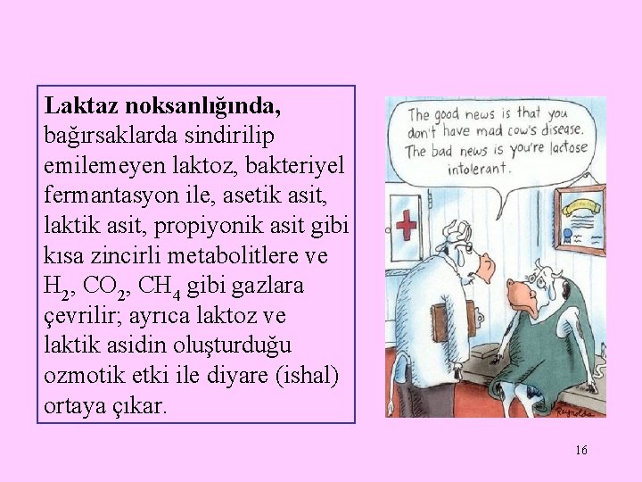 Laktaz noksanlığında, bağırsaklarda sindirilip emilemeyen laktoz, bakteriyel fermantasyon ile, asetik asit, laktik asit, propiyonik