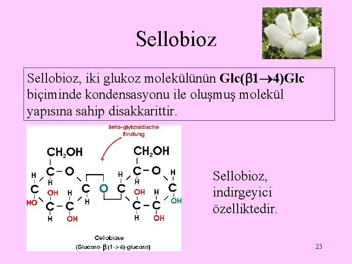 Sellobioz, iki glukoz molekülünün Glc( 1 4)Glc biçiminde kondensasyonu ile oluşmuş molekül yapısına sahip