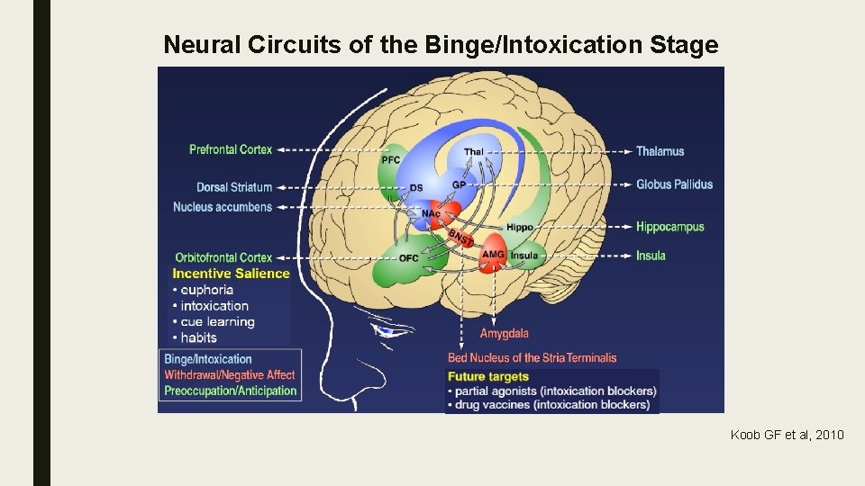 Neural Circuits of the Binge/Intoxication Stage Koob GF et al, 2010 