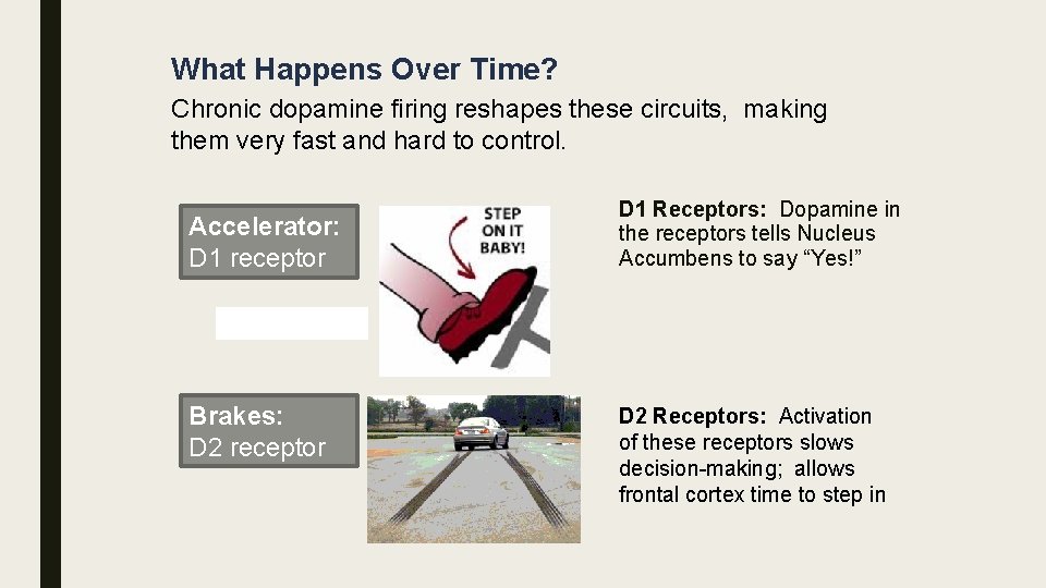 What Happens Over Time? Chronic dopamine firing reshapes these circuits, making them very fast