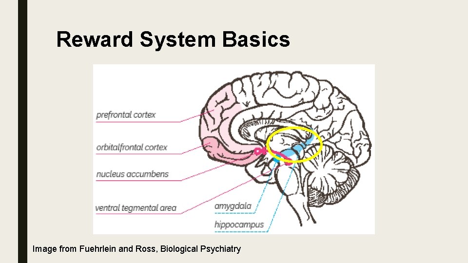 Reward System Basics Image from Fuehrlein and Ross, Biological Psychiatry 