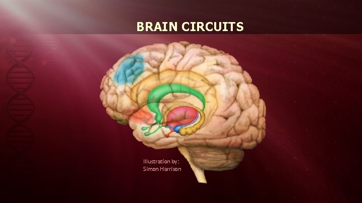 BRAIN CIRCUITS Illustration by: Simon Harrison 