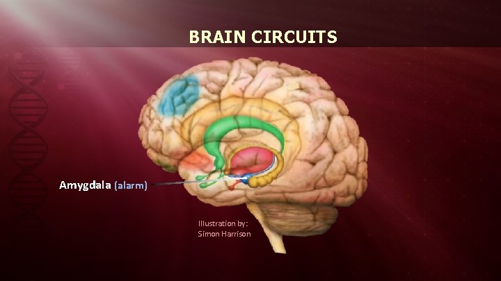 BRAIN CIRCUITS Amygdala (alarm) Illustration by: Simon Harrison 