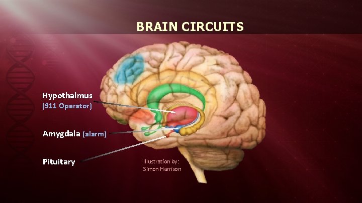 BRAIN CIRCUITS Hypothalmus (911 Operator) Amygdala (alarm) Pituitary Illustration by: Simon Harrison 