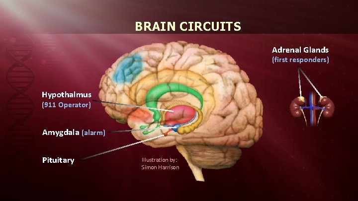 BRAIN CIRCUITS Adrenal Glands (first responders) Hypothalmus (911 Operator) Amygdala (alarm) Pituitary Illustration by: