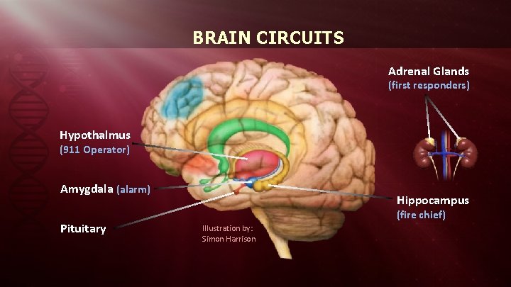 BRAIN CIRCUITS Adrenal Glands (first responders) Hypothalmus (911 Operator) Amygdala (alarm) Pituitary Hippocampus (fire