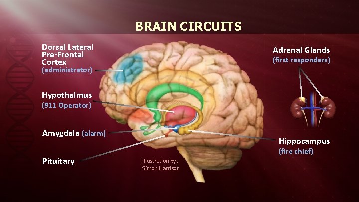 BRAIN CIRCUITS Dorsal Lateral Pre-Frontal Cortex Adrenal Glands (first responders) (administrator) Hypothalmus (911 Operator)