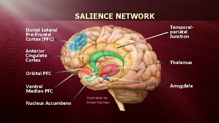 SALIENCE NETWORK Dorsal Lateral Pre-Frontal Cortex (PFC) Temporalpariatal Junction Anterior Cingulate Cortex Thalamus Orbital