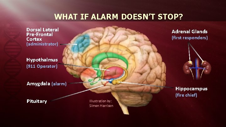 WHAT IF ALARM DOESN’T STOP? Dorsal Lateral Pre-Frontal Cortex Adrenal Glands (first responders) (administrator)