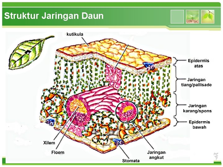 Struktur Jaringan Daun www. themegallery. com 