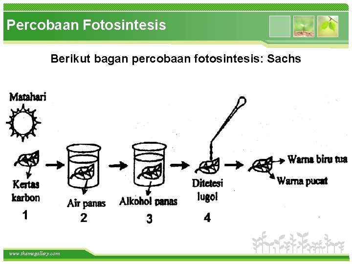 Percobaan Fotosintesis Berikut bagan percobaan fotosintesis: Sachs www. themegallery. com 