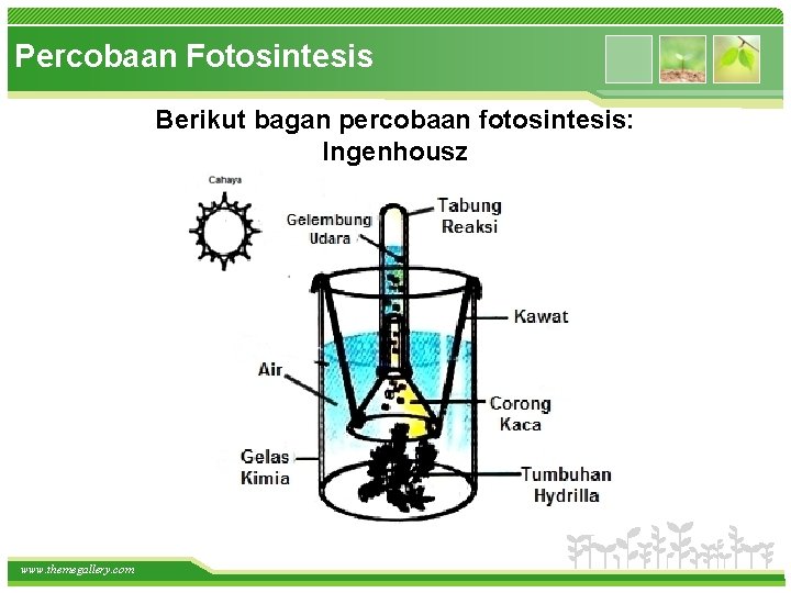 Percobaan Fotosintesis Berikut bagan percobaan fotosintesis: Ingenhousz www. themegallery. com 