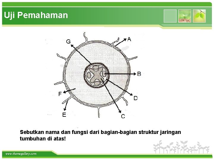 Uji Pemahaman Sebutkan nama dan fungsi dari bagian-bagian struktur jaringan tumbuhan di atas! www.