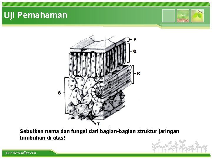 Uji Pemahaman Sebutkan nama dan fungsi dari bagian-bagian struktur jaringan tumbuhan di atas! www.