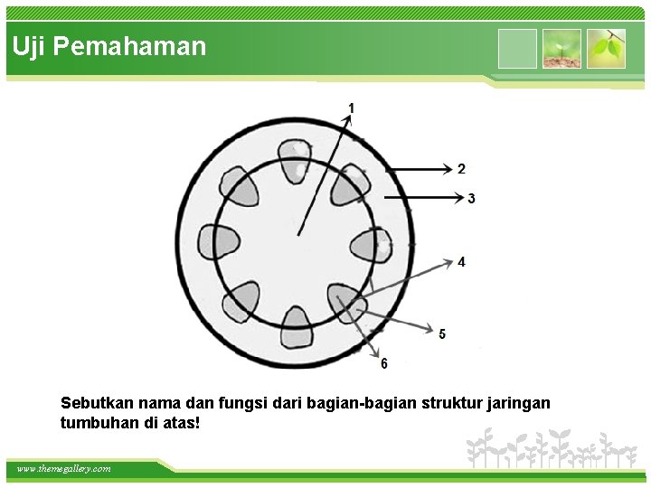 Uji Pemahaman Sebutkan nama dan fungsi dari bagian-bagian struktur jaringan tumbuhan di atas! www.