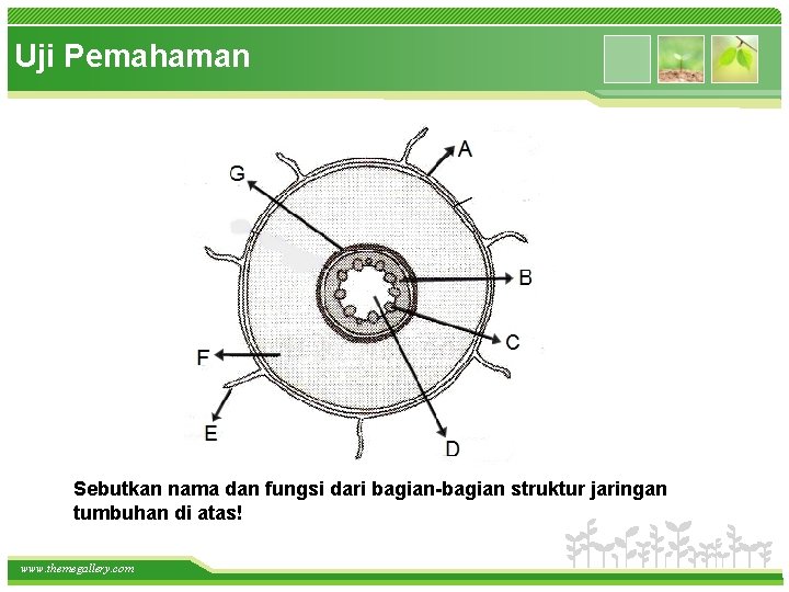 Uji Pemahaman Sebutkan nama dan fungsi dari bagian-bagian struktur jaringan tumbuhan di atas! www.