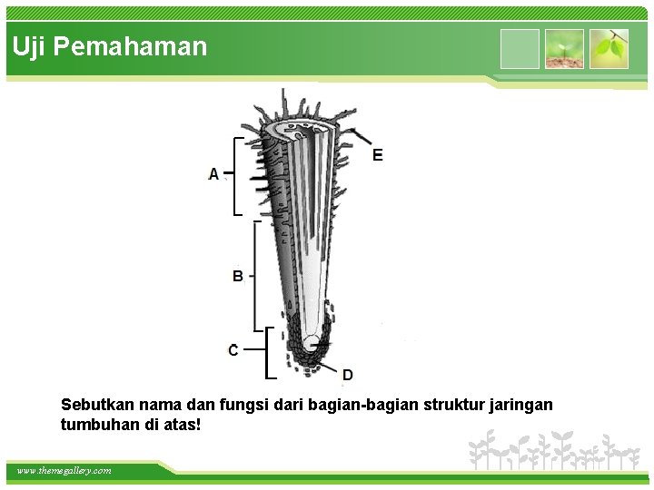 Uji Pemahaman Sebutkan nama dan fungsi dari bagian-bagian struktur jaringan tumbuhan di atas! www.