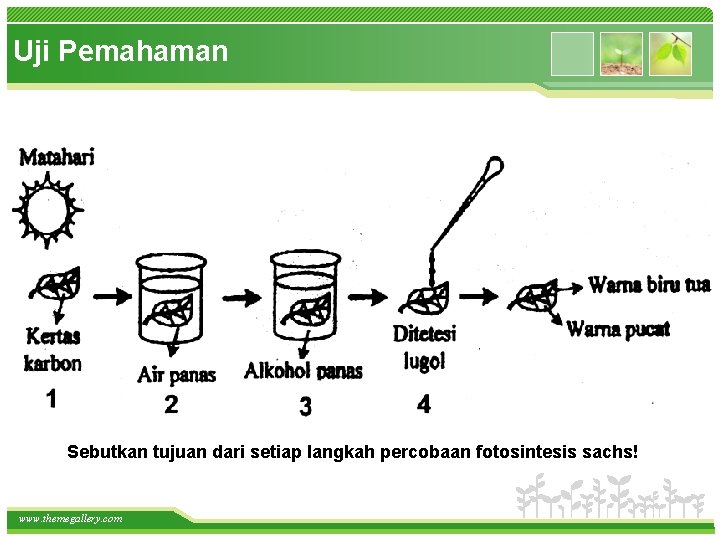 Uji Pemahaman Sebutkan tujuan dari setiap langkah percobaan fotosintesis sachs! www. themegallery. com 