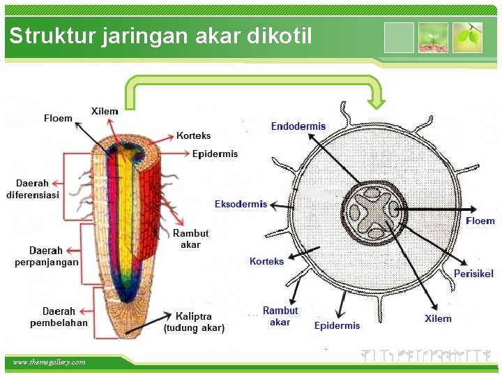 Struktur jaringan akar dikotil • How do I incorporate my logo to a slide