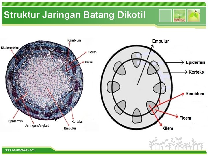 Struktur Jaringan Batang Dikotil • How do I incorporate my logo to a slide