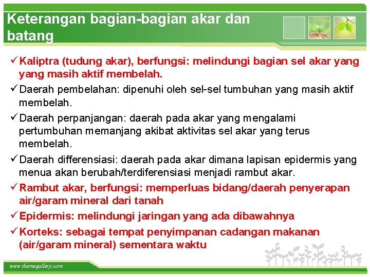 Keterangan bagian-bagian akar dan batang ü Kaliptra (tudung akar), berfungsi: melindungi bagian sel akar