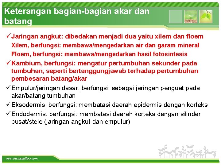 Keterangan bagian-bagian akar dan batang ü Jaringan angkut: dibedakan menjadi dua yaitu xilem dan