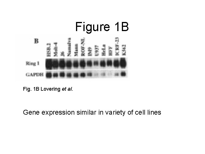 Figure 1 B Fig. 1 B Lovering et al. Gene expression similar in variety