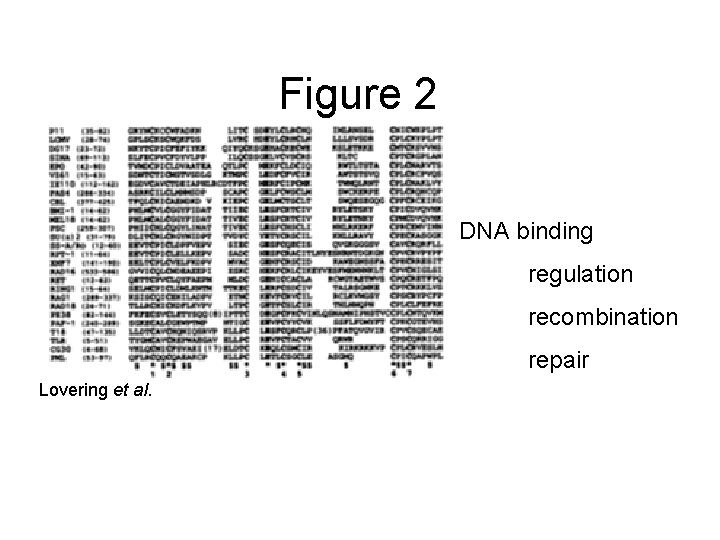 Figure 2 DNA binding regulation recombination repair Lovering et al. 