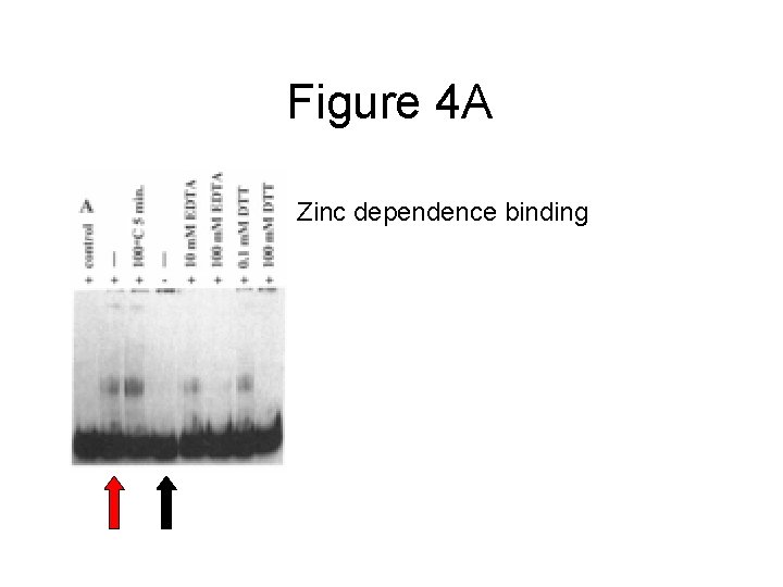 Figure 4 A Zinc dependence binding 