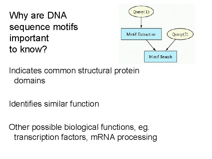 Why are DNA sequence motifs important to know? Indicates common structural protein domains Identifies