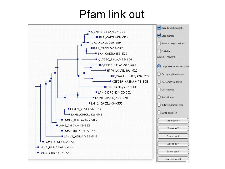 Pfam link out 