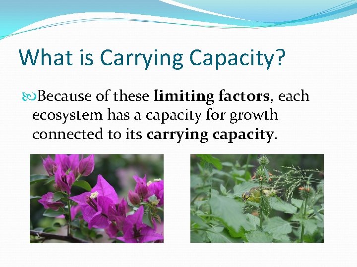 What is Carrying Capacity? Because of these limiting factors, each ecosystem has a capacity