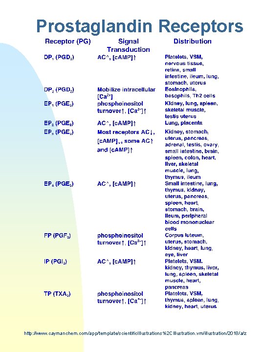 Prostaglandin Receptors http: //www. caymanchem. com/app/template/scientific. Illustrations%2 CIllustration. vm/illustration/2018/a/z 