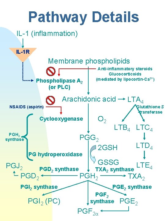 Pathway Details IL-1 (inflammation) IL-1 R Membrane phospholipids Phospholipase A 2 (or PLC) Anti-inflammatory
