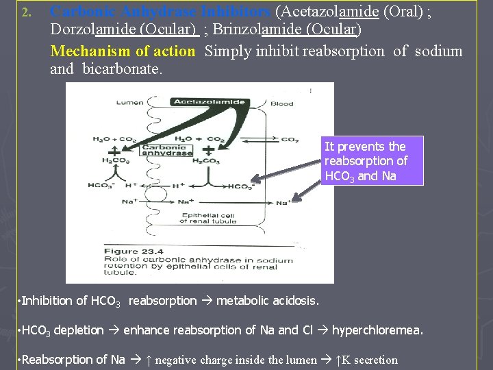 2. Carbonic Anhydrase Inhibitors (Acetazolamide (Oral) ; Dorzolamide (Ocular) ; Brinzolamide (Ocular) Mechanism of