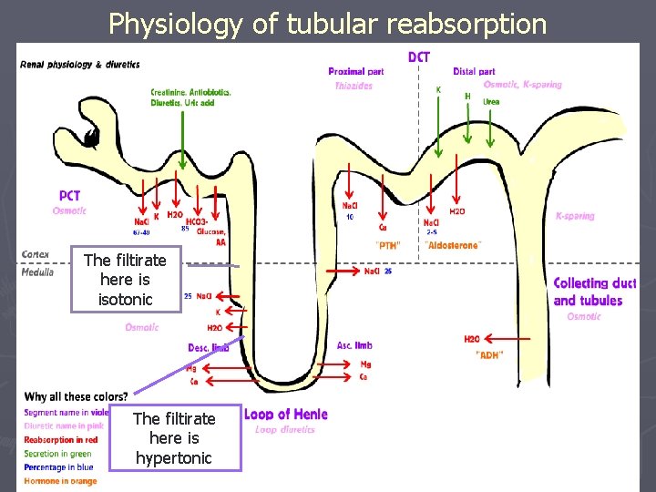 Physiology of tubular reabsorption The filtirate here is isotonic The filtirate here is hypertonic