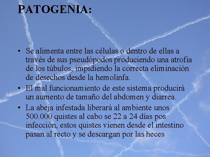 PATOGENIA: • Se alimenta entre las células o dentro de ellas a través de