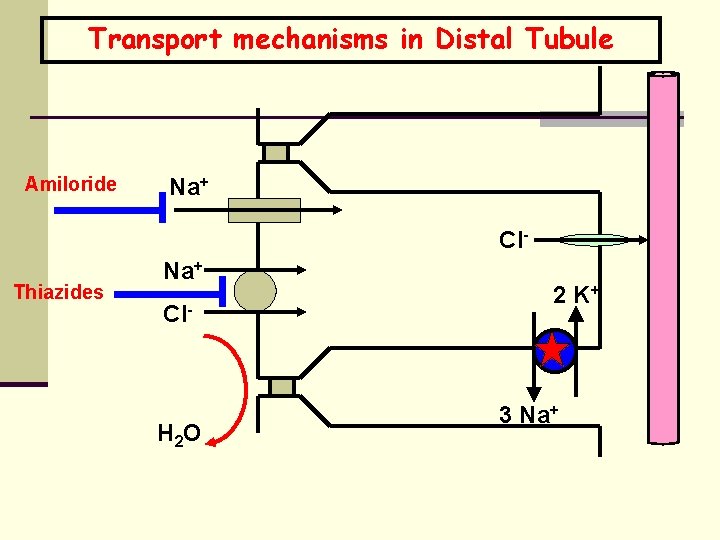 Transport mechanisms in Distal Tubule Amiloride Na+ Cl- Thiazides Na+ Cl- H 2 O