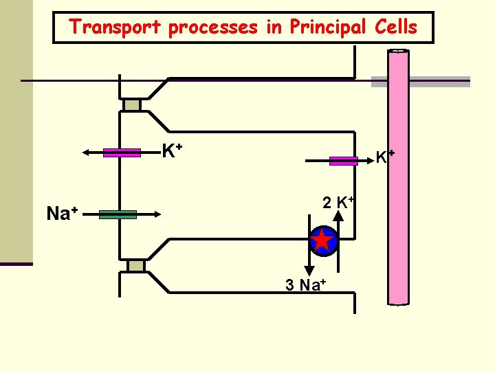 Transport processes in Principal Cells K+ Na+ K+ 2 K+ 3 Na+ 