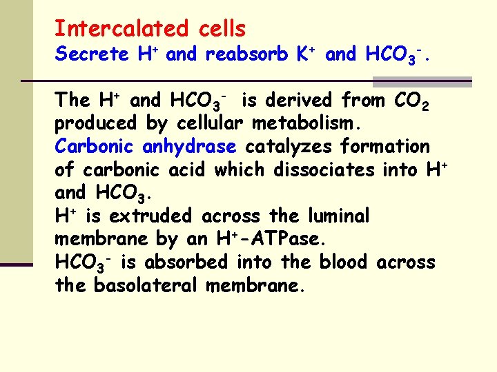 Intercalated cells Secrete H+ and reabsorb K+ and HCO 3 -. The H+ and