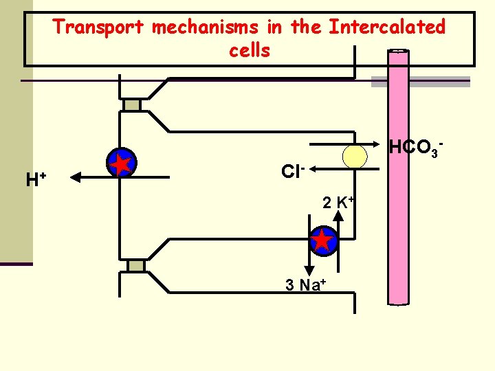 Transport mechanisms in the Intercalated cells H+ HCO 3 - Cl 2 K+ 3