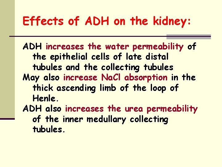 Effects of ADH on the kidney: ADH increases the water permeability of the epithelial