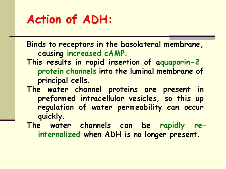 Action of ADH: Binds to receptors in the basolateral membrane, causing increased c. AMP.